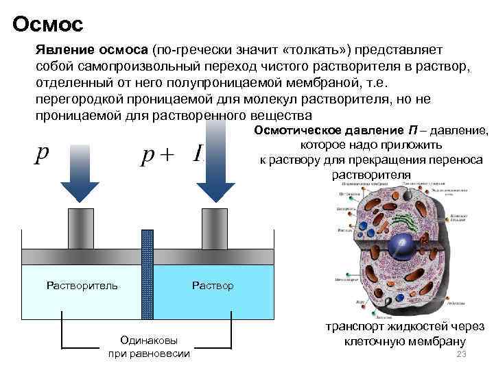 Осмос Явление осмоса (по-гречески значит «толкать» ) представляет собой самопроизвольный переход чистого растворителя в