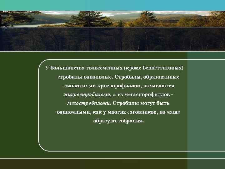 У большинства голосеменных (кроме беннеттитовых) стробилы однополые. Стробилы, образованные только из ми кроспорофиллов, называются