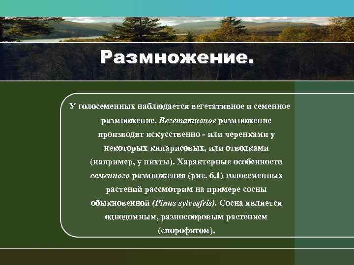 Размножение. У голосеменных наблюдается вегетативное и семенное размножение. Вегетативное размножение производят искусственно или черенками