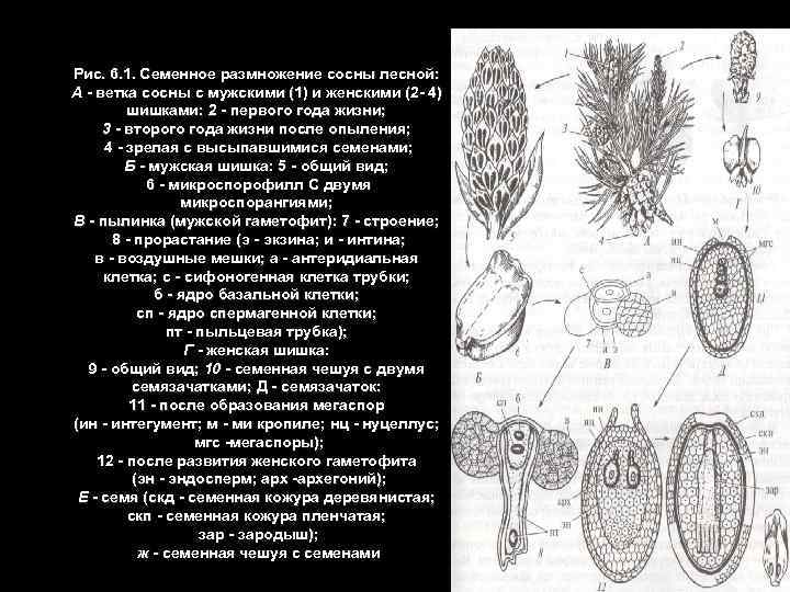 Рис. 6. 1. Семенное размножение сосны лесной: А ветка сосны с мужскими (1) и