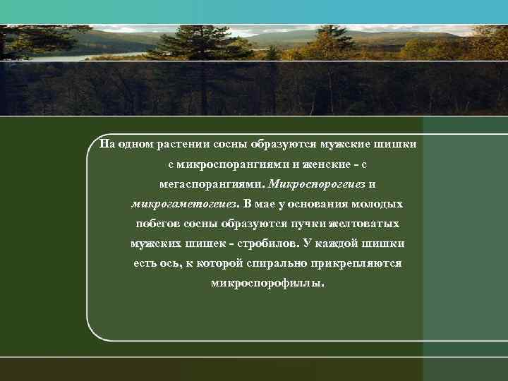 На одном растении сосны образуются мужские шишки с микроспорангиями и женские с мегаспорангиями. Микроспорогеuез