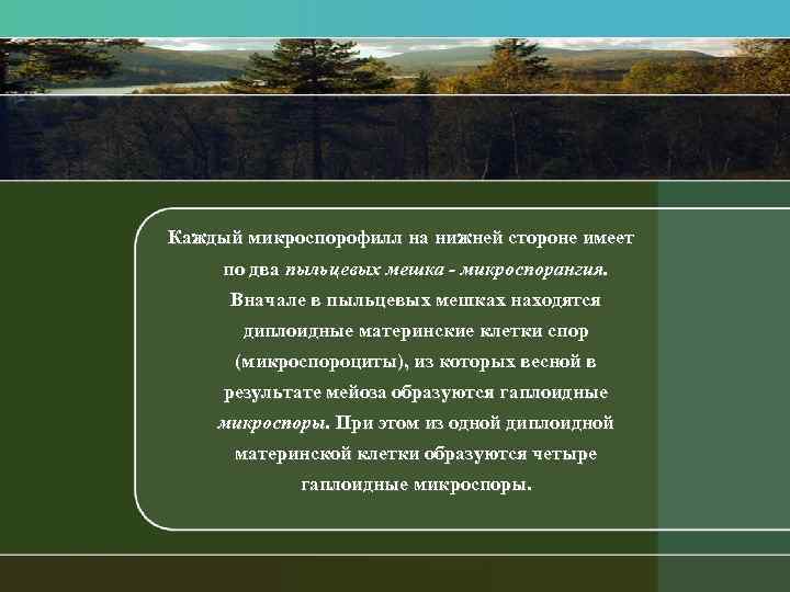 Каждый микроспорофилл на нижней стороне имеет по два пыльцевых мешка микроспорангия. Вначале в пыльцевых