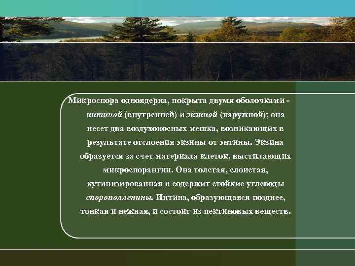 Микроспора одноядерна, покрыта двумя оболочками интиной (внутренней) и экзиной (наружной); она несет два воздухоносных