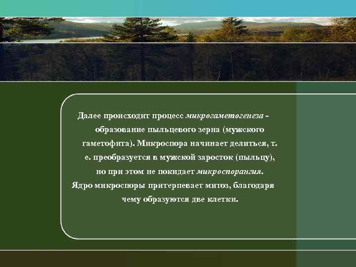 Далее происходит процесс микрогаметогенеза образование пыльцевого зерна (мужского гаметофита). Микроспора начинает делиться, т. е.