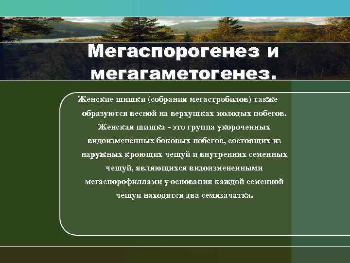 Мегаспорогенез и мегагаметогенез. Женские шишки (собрания мегастробилов) также образуются весной на верхушках молодых побегов.