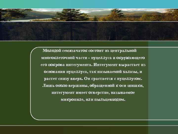 Молодой семязачаток состоит из центральной многоклеточной части нуцеллуса и окружающего покрова интегумента. Интегумент вырастает