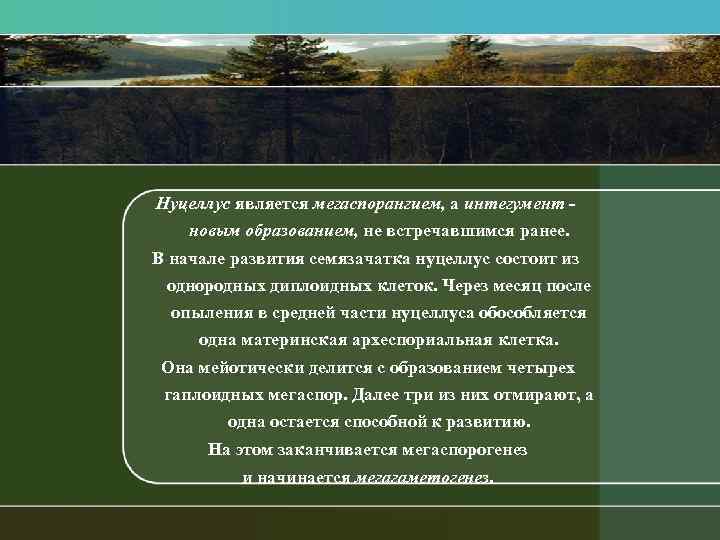 Нуцеллус является мегаспорангием, а интегумент новым образованием, не встречавшимся ранее. В начале развития семязачатка