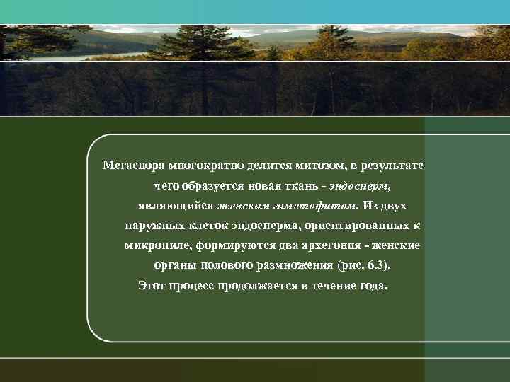 Мегаспора многократно делится митозом, в результате чего образуется новая ткань эндосперм, являющийся женским гаметофитом.