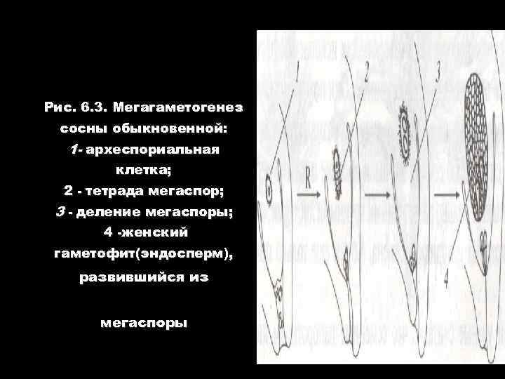 Рис. 6. 3. Мегагаметогенез сосны обыкновенной: 1 - археспориальная клетка; 2 тетрада мегаспор; 3