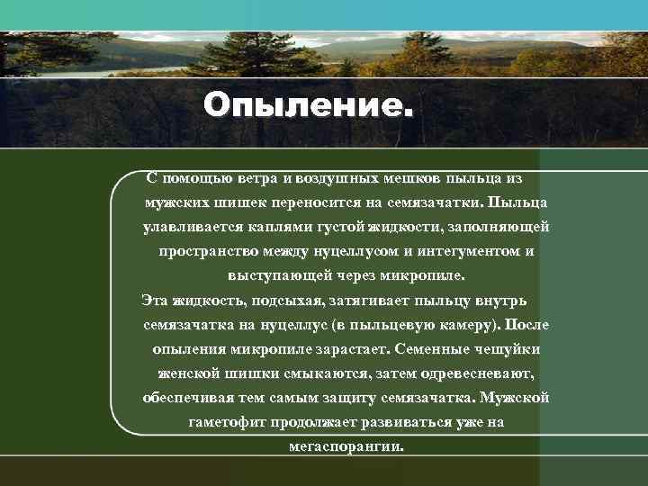 Опыление. С помощью ветра и воздушных мешков пыльца из мужских шишек переносится на семязачатки.