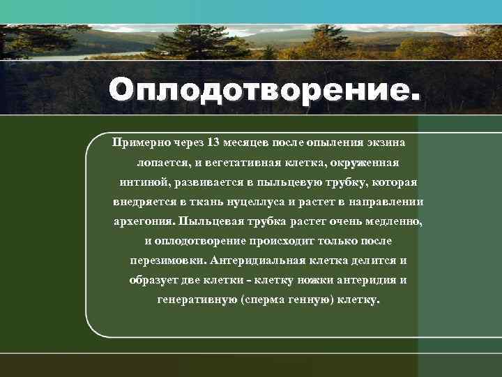 Оплодотворение. Примерно через 13 месяцев после опыления экзина лопается, и вегетативная клетка, окруженная интиной,