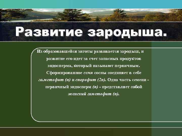 Развитие зародыша. Из образовавшейся зиготы развивается зародыш, и развитие его идет за счет запасных