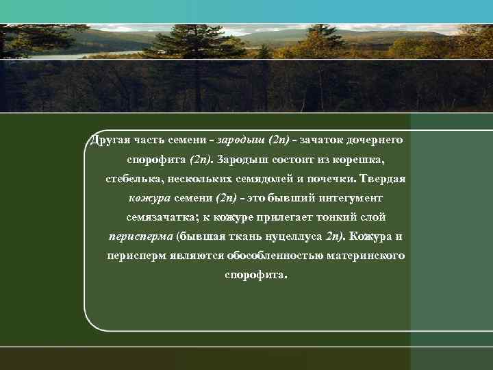 Другая часть семени зародыш (2 п) зачаток дочернего спорофита (2 п). Зародыш состоит из