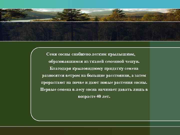 Семя сосны снабжено легким крылышком, образовавшимся из тканей семенной чешуи. Благодаря крыловидному придатку семена