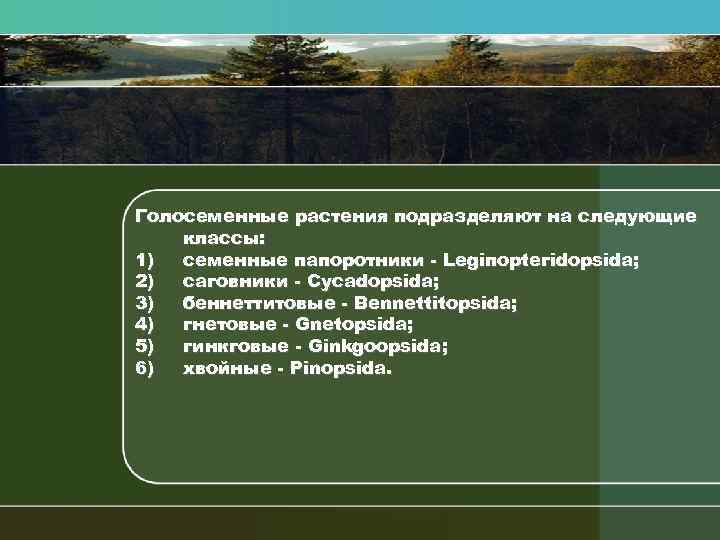 Голосеменные растения подразделяют на следующие классы: 1) семенные папоротники Lеgiпорtегidорsidа; 2) саговники Cycadopsida; 3)