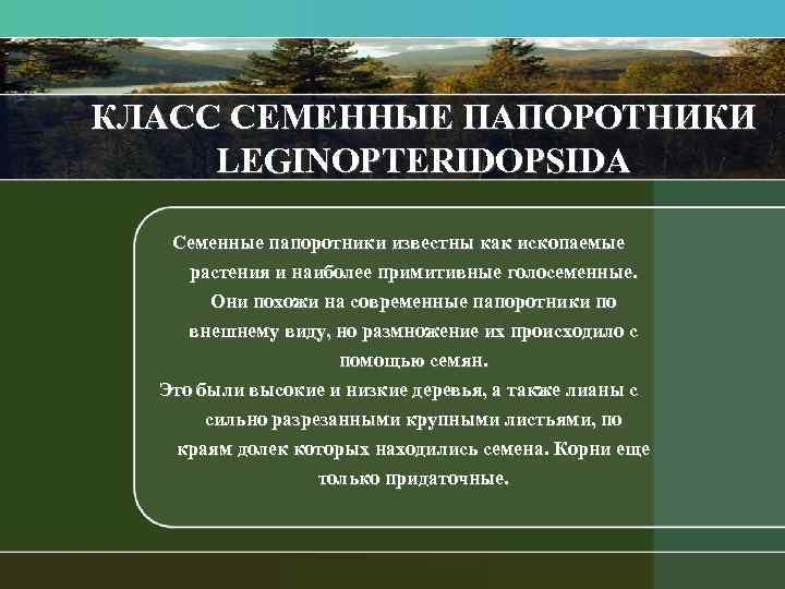 КЛАСС СЕМЕННЫЕ ПАПОРОТНИКИ LEGINOPTERIDOPSIDA Семенные папоротники известны как ископаемые растения и наиболее примитивные голосеменные.