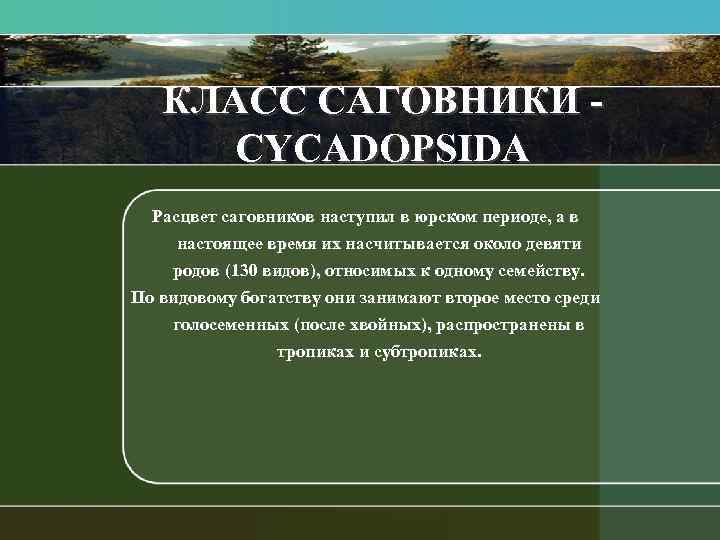 КЛАСС САГОВНИКИ CYCADOPSIDA Расцвет саговников наступил в юрском периоде, а в настоящее время их