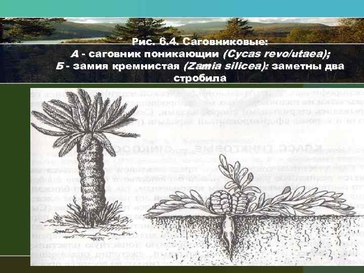 Рис. 6. 4. Саговниковые: А саговник поникающии (Cycas revo/utaea); Б замия кремнистая (Zamia silicea):