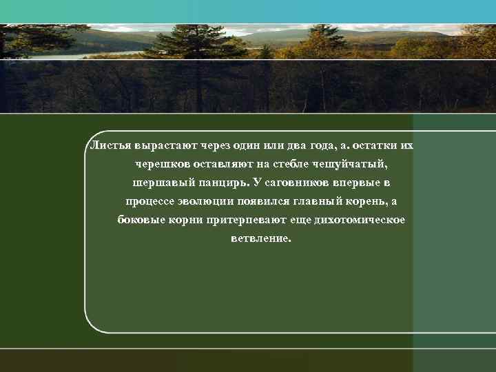 Листья вырастают через один или два года, а. остатки их черешков оставляют на стебле