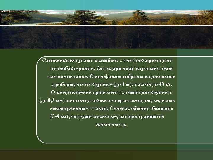 Саговники вступают в симбиоз с азотфиксирующими цианобактериями, благодаря чему улучшают свое азотное питание. Спорофиллы