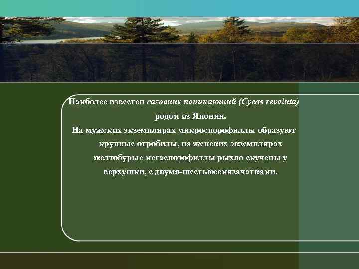 Наиболее известен саговник поникающий (Cycas revoluta) родом из Японии. На мужских экземплярах микроспорофиллы образуют