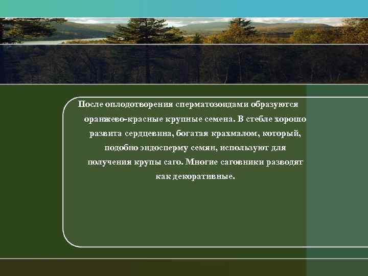 После оплодотворения сперматозоидами образуются оранжево красные крупные семена. В стебле хорошо развита сердцевина, богатая