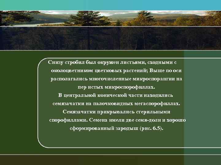 Снизу стробил был окружен листьями, сходными с околоцветником цветковых растений; Выше по оси располагались