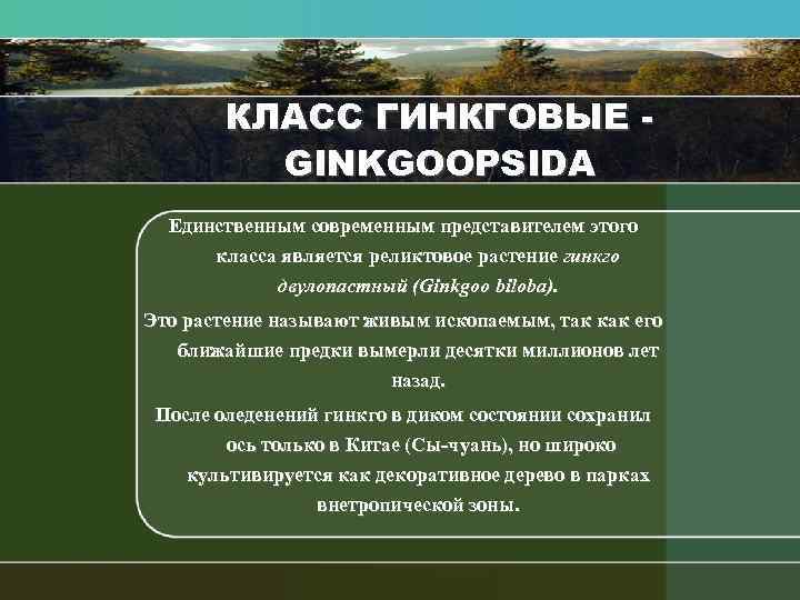 КЛАСС ГИНКГОВЫЕ GINKGOOPSIDA Единственным современным представителем этого класса является реликтовое растение гинкго двулопастный (Giпkgoo