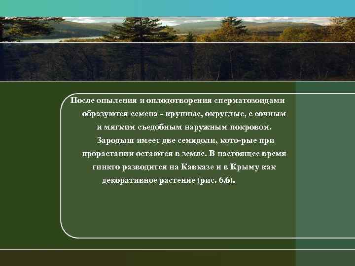 После опыления и оплодотворения сперматозоидами образуются семена крупные, округлые, с сочным и мягким съедобным