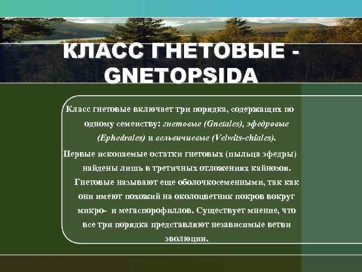 КЛАСС ГНЕТОВЫЕ GNETOPSIDA Клacc гнетовые включает три порядка, содержащих по одному семеиству: гнетовые (Gпetales),