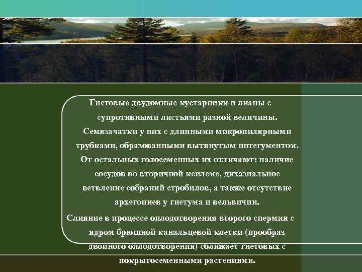 Гнетовые двудомные кустарники и лианы с супротивными листьями разной величины. Семязачатки у них с