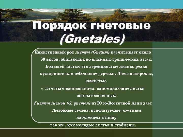 Порядок гнетовые (Gnetales) Единственный род гнетум (Gпetuт) насчитывает около 30 видов, обитающих во влажных