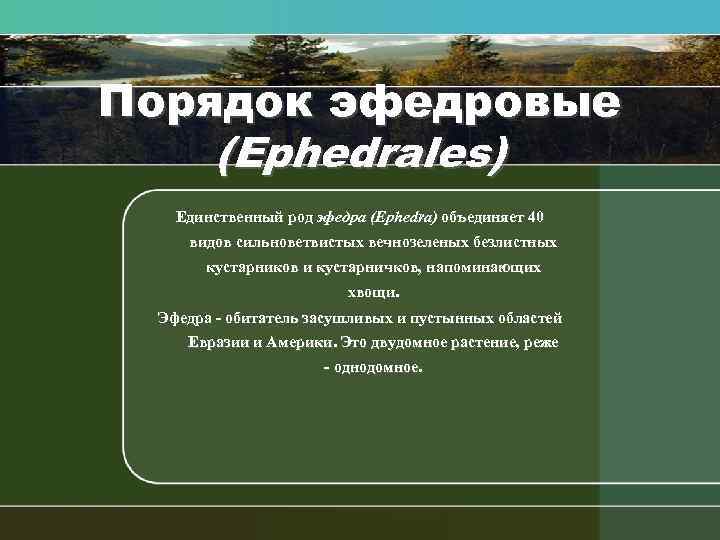 Порядок эфедровые (Ephedrales) Единственный род эфедра (Ephedra) объединяет 40 видов сильноветвистых вечнозеленых безлистных кустарников