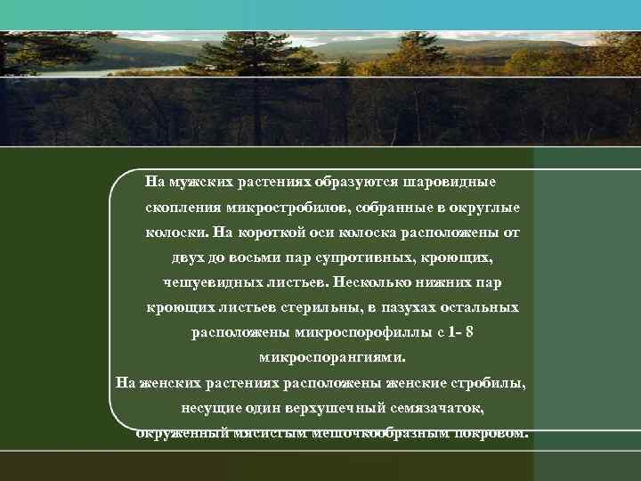 На мужских растениях образуются шаровидные скопления микростробилов, собранные в округлые колоски. На короткой оси