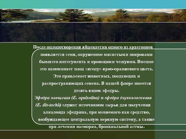 После оплодотворения яйцеклетки одного из архегониев появляется семя, окруженное мясистыми покровами бывшего интегумента и