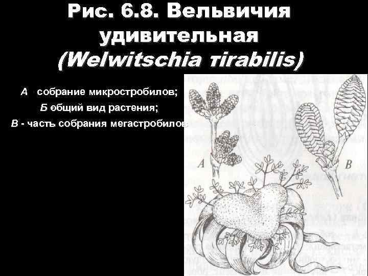 Рис. 6. 8. Вельвичия удивительная (Welwitschia тirabilis) А собрание микростробилов; Б бщий вид растения;