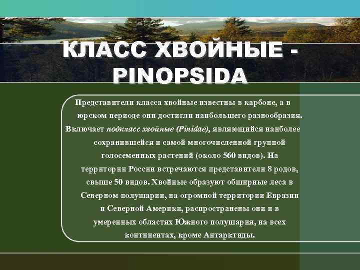 КЛАСС ХВОЙНЫЕ PINOPSIDA Представители класса хвойные известны в карбоне, а в юрском периоде они