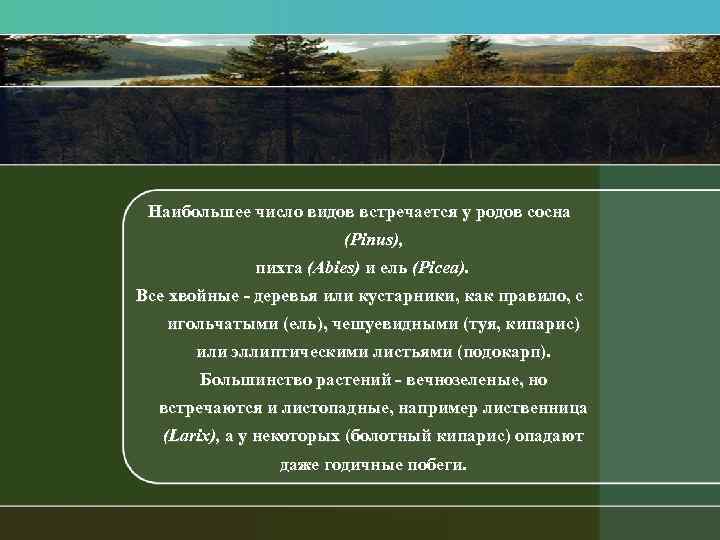 Наибольшее число видов встречается у родов сосна (Piпus), пихта (Abies) и ель (Picea). Все