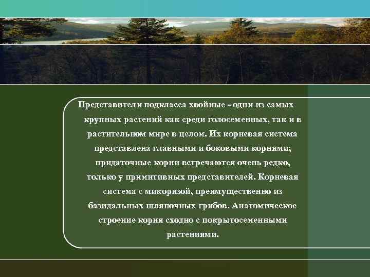 Представители подкласса хвойные одни из самых крупных растений как среди голосеменных, так и в