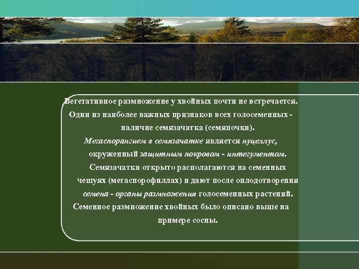 Вегетативное размножение у хвойных почти не встречается. Один из наиболее важных признаков всех голосеменных