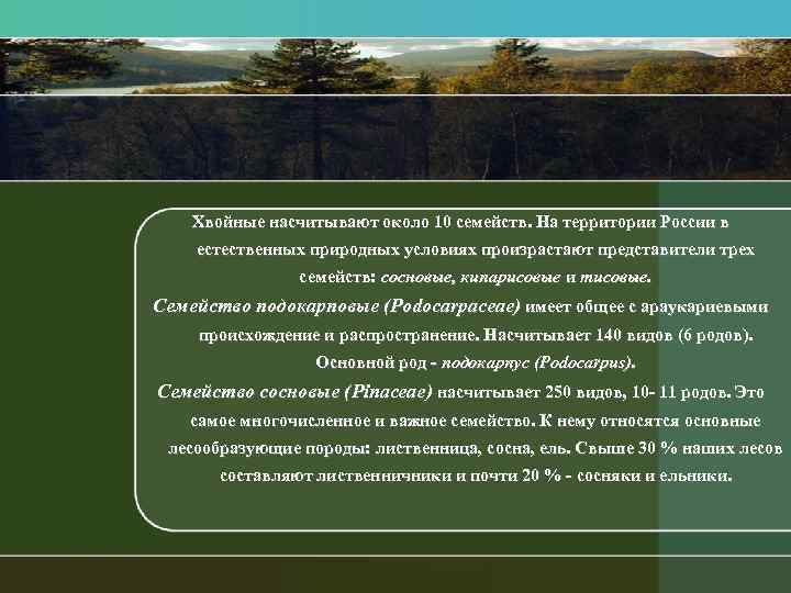 Хвойные насчитывают около 10 семейств. На территории России в естественных природных условиях произрастают представители