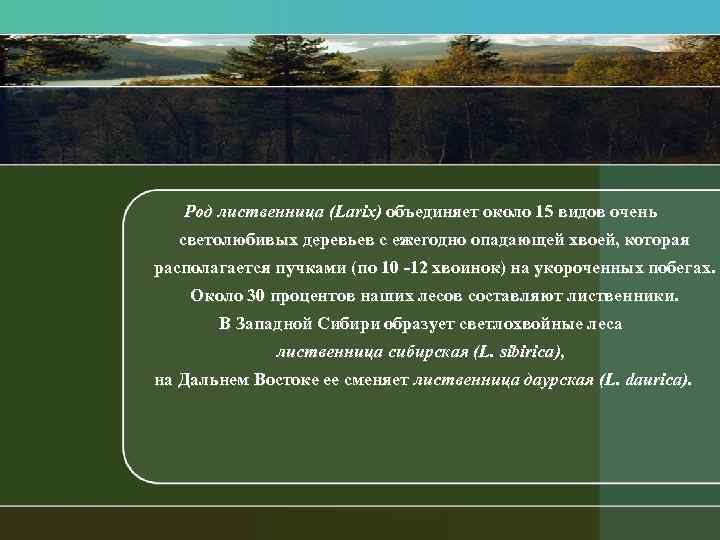 Род лиственница (Larix) объединяет около 15 видов очень светолюбивых деревьев с ежегодно опадающей хвоей,