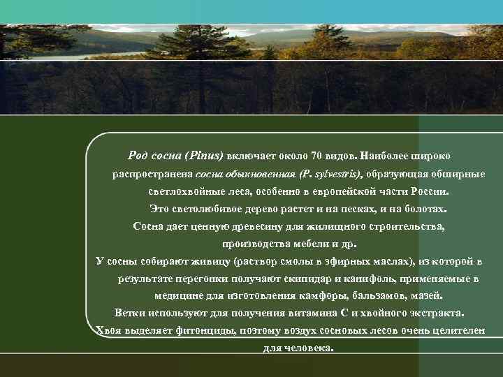 Род сосна (Piпus) включает около 70 видов. Наиболее широко распространена сосна обыкновенная (Р. sylvestris),