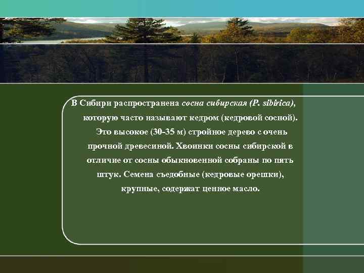 В Сибири распространена сосна сибирская (Р. sibirica), которую часто называют кедром (кедровой сосной). Это