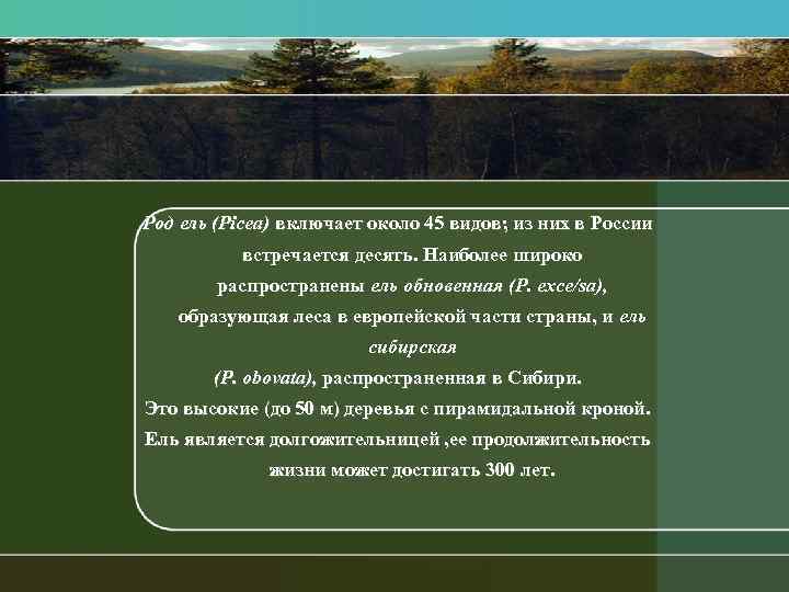 Род ель (Picea) включает около 45 видов; из них в России встречается десять. Наиболее