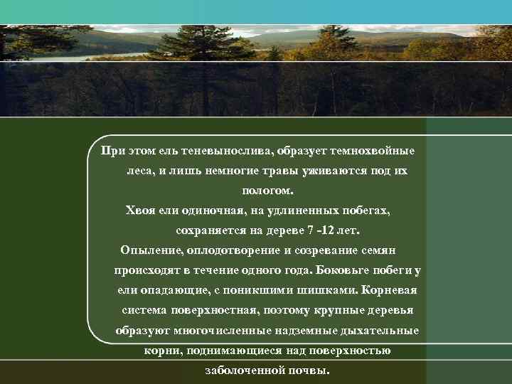 При этом ель теневынослива, образует темнохвойные леса, и лишь немногие травы уживаются под их