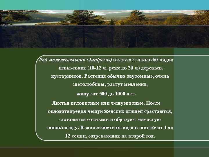 Род можжевельник (Juпiperus) включает около 60 видов невы соких (10 12 м, реже до