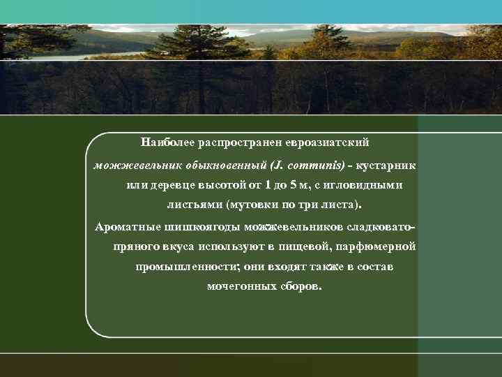 Наиболее распространен евроазиатский можжевельник обыкновенный (J. сотmuпis) кустарник или деревце высотой от 1 до