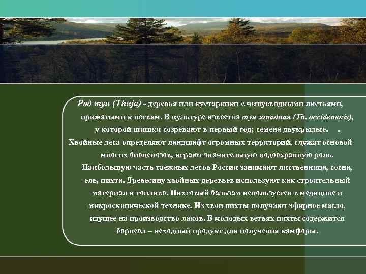 Род туя (Thuja) деревья или кустарники с чешуевидными листьями, прижатыми к ветвям. В культуре