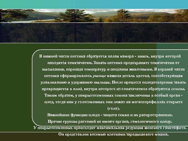 В нижней части пестика образуется полая камера завязь, внутри которой находятся семязачатки. Завязь пестика